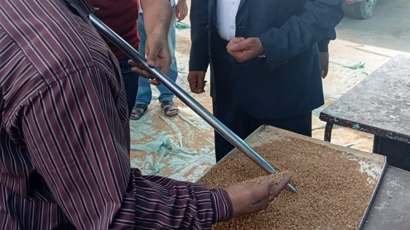 توريد محصول القمح