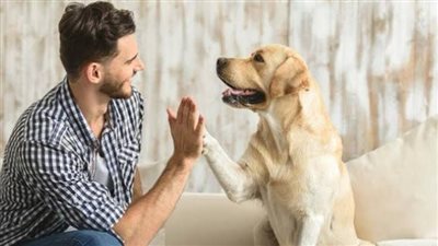 بعد واقعة الهاسكي ..7 كلاب مخلصة وأفضل رفيق للشخص الوحيد