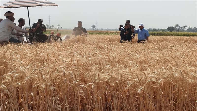 ماكينة الحصاد بقنا