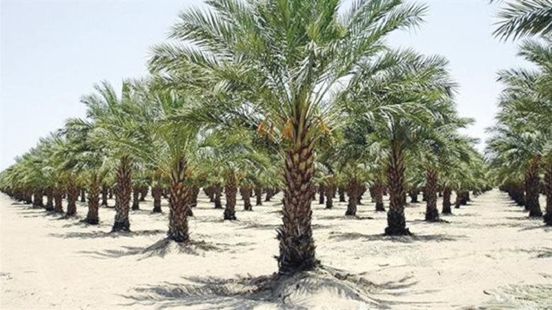 مشروع نخيل
