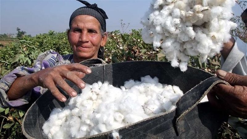 القطن
