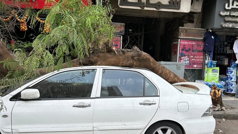 سقوط شجرة
