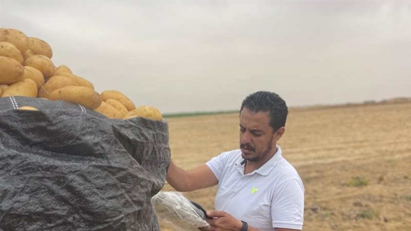 محصول البطاطس