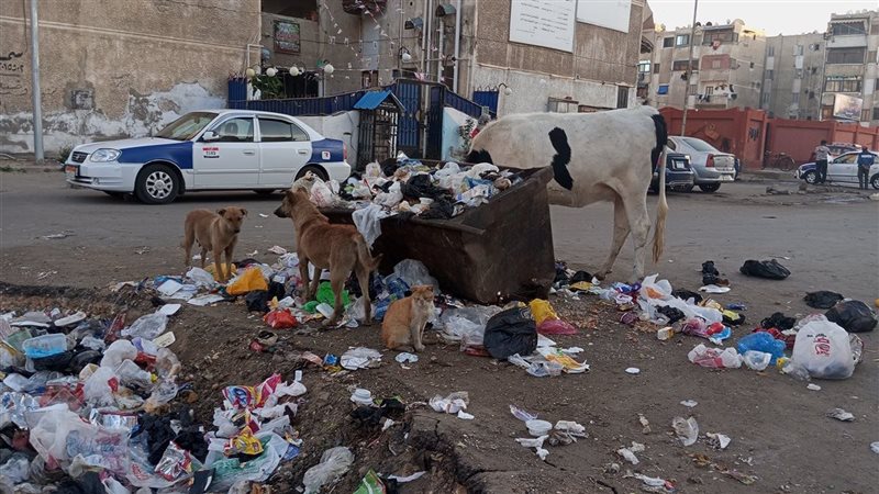 الأبقار تأكل من القمامة