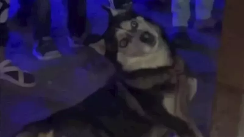 الكلب هاسكي