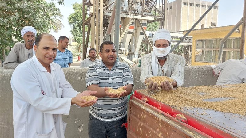 توريد القمح إلى صوامع