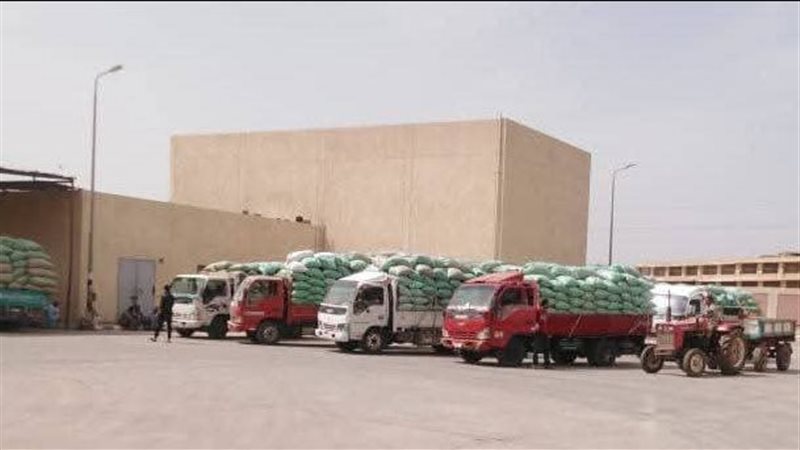 القمح بالمنيا