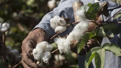 الأمير لحليج الأقطان تتهم البنك الزراعي بالتعسف ضدها 