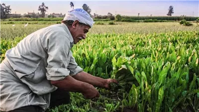 البحوث الزراعية: خريطة جديدة لمواجهة التغيرات المناخية