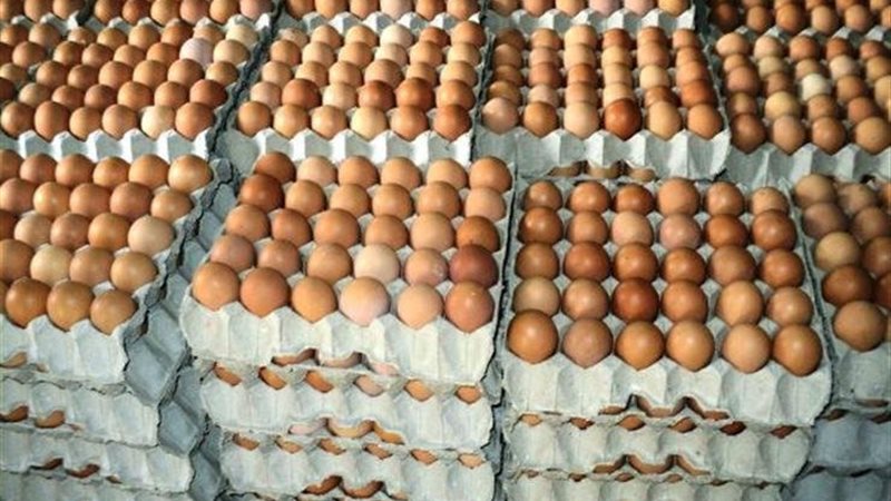 أسعار البيض