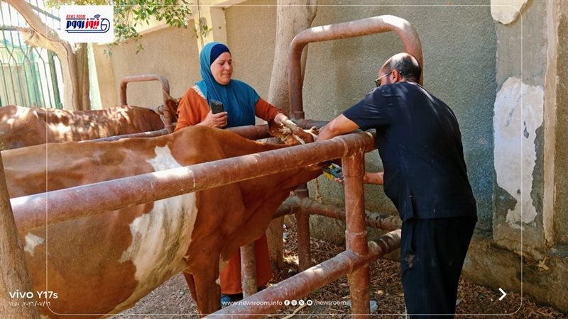 تحصين الماشية 