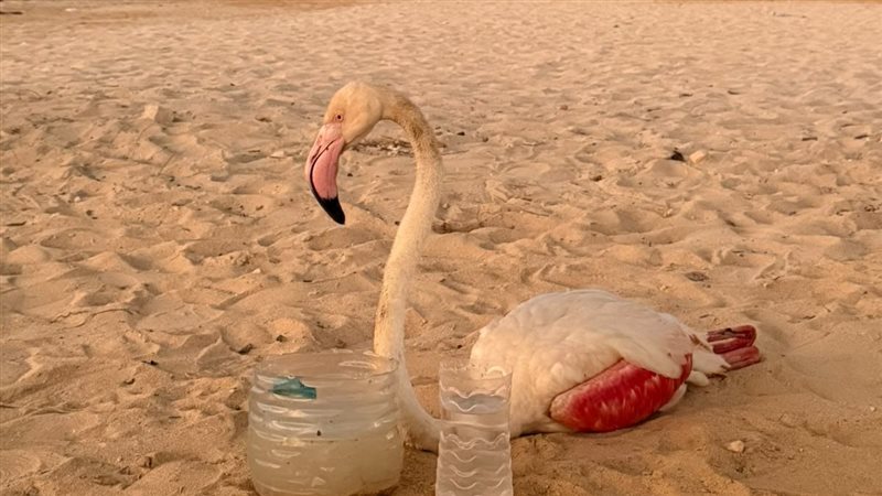 طائر الفلامنجو