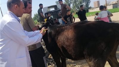 الغربية تواصل دعم الثروة الحيوانية بخدمات بيطرية مجانية في القرى 