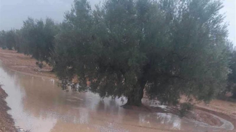 تونس 