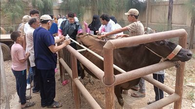  إجراء العمليات لـ3936 حالة..قافلة بيطرية بقرية حصة الغنيمي بكفر الشيخ