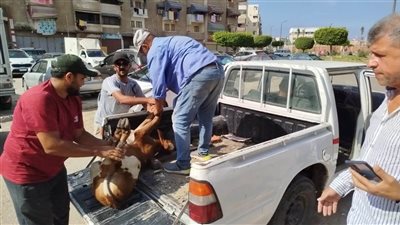 رئيس حي الزهور: مصادرة عجل في حملة لمنع انتشار الابقار المتجولة في الشوارع