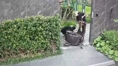 تركت طفلها لإنقاذ كلبها.. فيديو مثير يشعل مواقع التواصل الاجتماعي
