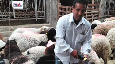 طب بيطري الفيوم يحصن 8690 رأس ماشية ويضبط 6.8 طن لحوم غير صالحة للاستهلاك