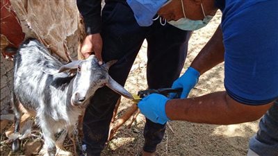 الطب البيطري بالبحر الأحمر يواصل أعمال الحملة القومية للتحصين ضد الحمى القلاعي