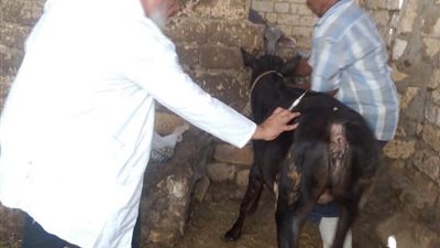 الطب البيطري بالسويس يواصل تحصين الحيوانات في قرية الشلوفة