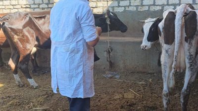 تحصين الماشية بقرية الجباليات في السويس ضد الحمى القلاعية وحمى الوادي المتصدع
