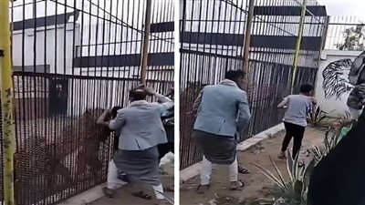 فيديو.. أسد يلتهم يد طفل داخل حديقة الحيوان بصنعاء