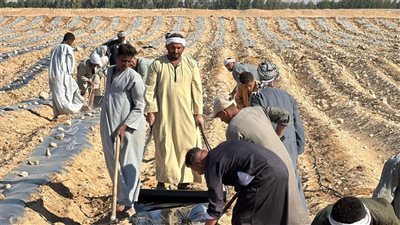 من أرض مصر إلى أسواق العالم.. أفرولاند تبدأ تجهيز مزارع إسنا لموسم الكانتلوب 2026/2027