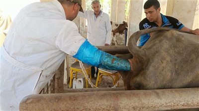 بيطري المنوفية يفحص المواشي بالسونار ويكشف عن السل والبروسيلا في الباجور