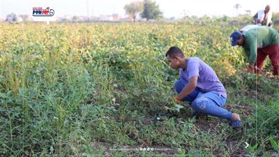 في عيد الفلاح.. المنيا تحتفي بحصاد فول الصويا وتتصدر إنتاج المحصول