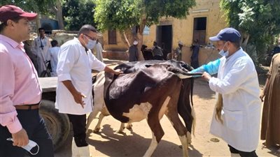 وزارة الزراعة: تلقيح 40 ألف رأس ماشية ضمن جهود تحسين السلالات خلال أغسطس