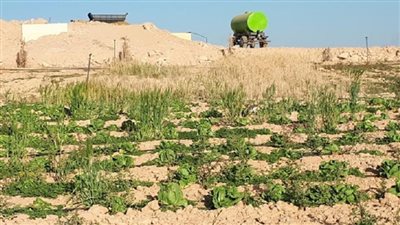 أستاذ مناخ: تخفيف حدة العاصفة انقذ القطاع الزراعي من خسائر فادحة