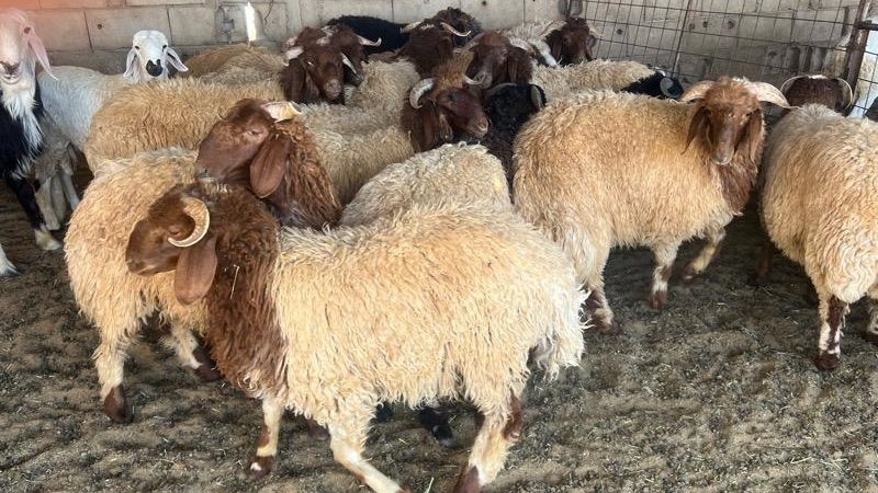 الجمع بين الاضحية