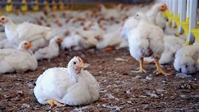 رئيس اتحاد الدواجن: مزاعم نفوق 30% من 