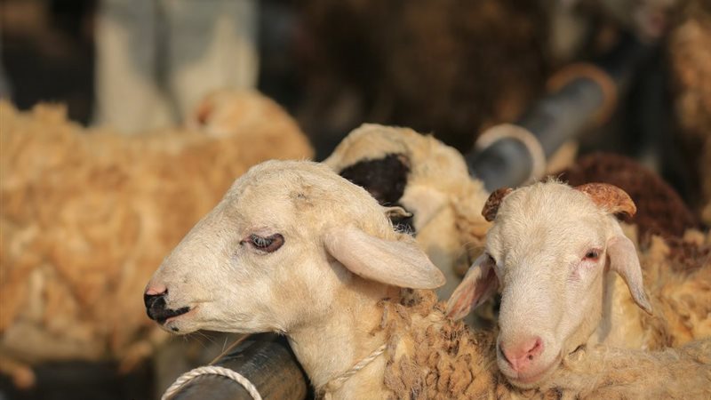 عيد الاضحى