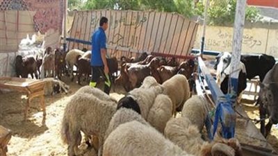 أحمد العوضي: الذبح بالمنزل أفضل لمن استطاع والصكوك جائزة