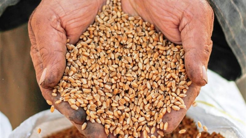 توريد القمح بسوهاج